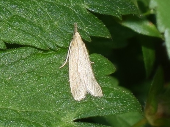 Ematheudes punctella (Pyralidae)